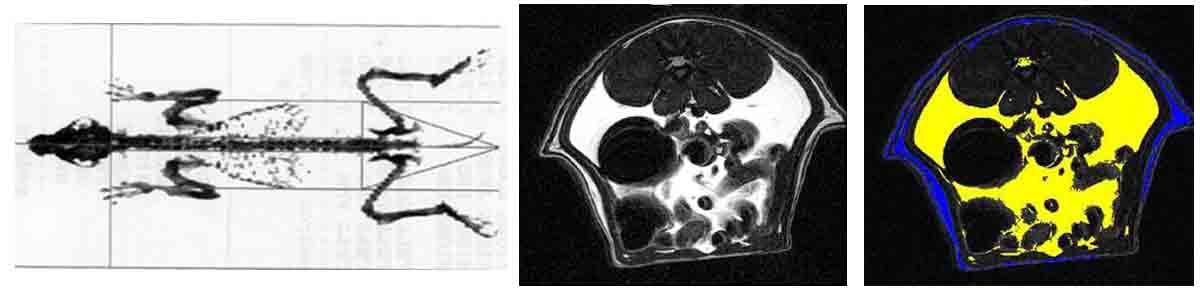 DEXA of a dog and MR images