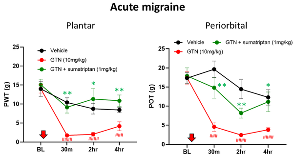 Acute migraine model in rats