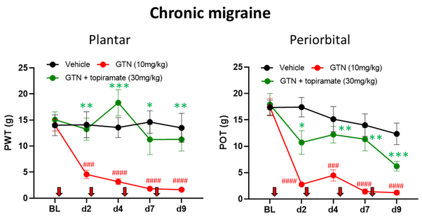 Chronic migraine model in rats