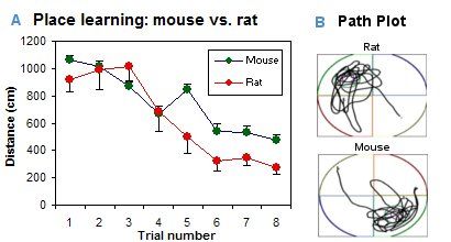 Place learning - mouse vs. rat